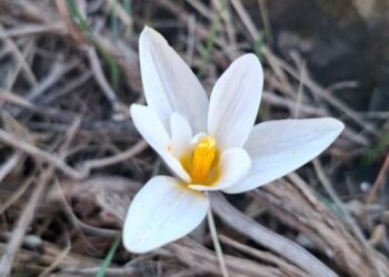 В Туркестанской области зацвел первый подснежник