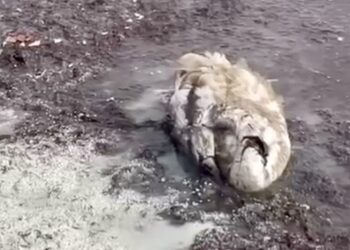 В Актау обнародованы результаты анализа воды после гибели лебедей