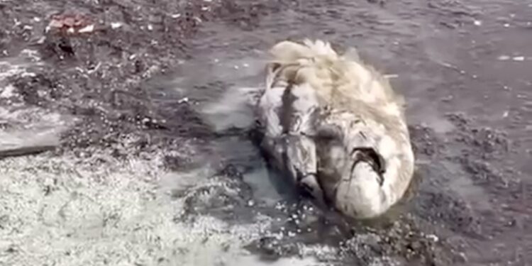 В Актау обнародованы результаты анализа воды после гибели лебедей