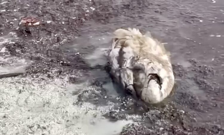 В Актау обнародованы результаты анализа воды после гибели лебедей