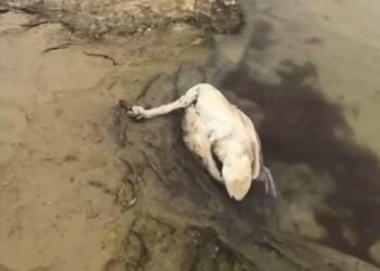 Массовая гибель птиц зафиксирована вблизи села Сайын Шапагатова