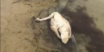 Массовая гибель птиц зафиксирована вблизи села Сайын Шапагатова