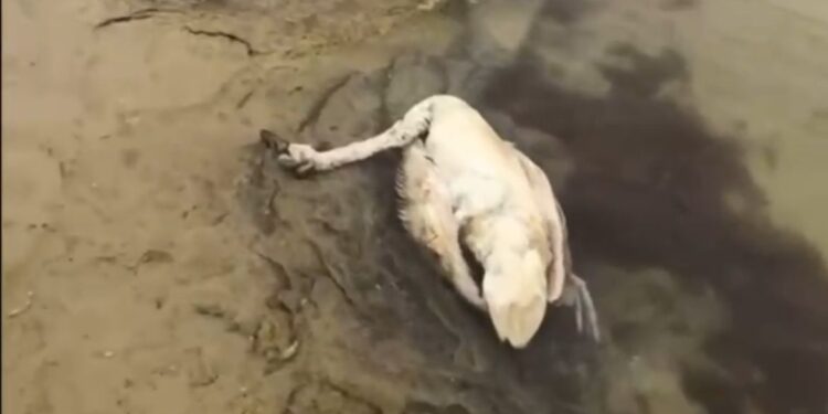 Массовая гибель птиц зафиксирована вблизи села Сайын Шапагатова