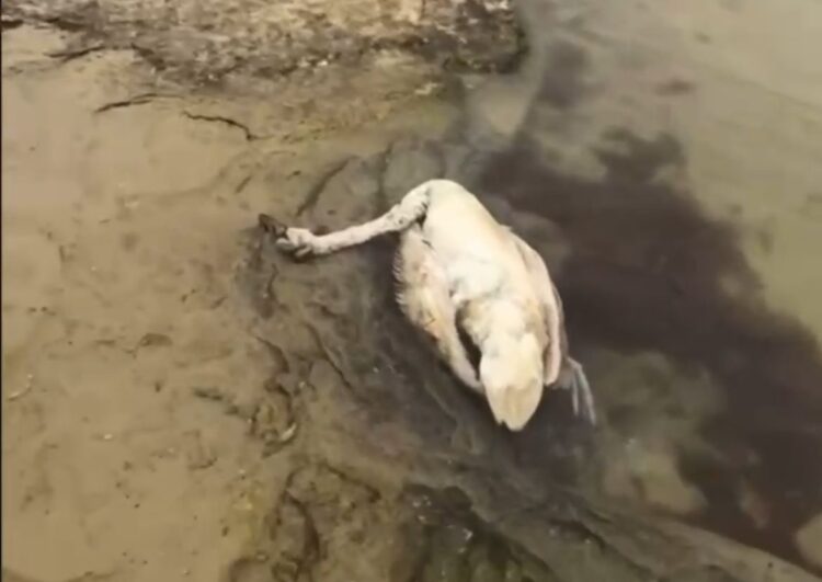 Массовая гибель птиц зафиксирована вблизи села Сайын Шапагатова