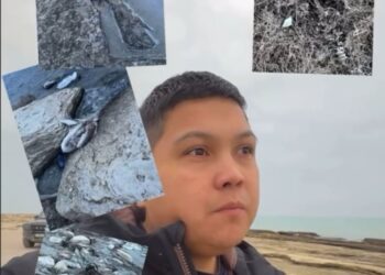 Сайын Шапағатов ауылы маңында құстардың жаппай қырылуы тіркелді