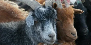 Казахстан планирует завезти кашемировых коз из Монголии для развития легкой промышленности
