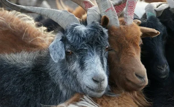 Казахстан планирует завезти кашемировых коз из Монголии для развития легкой промышленности