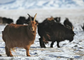 Қазақстан Моңғолиядан кашемир ешкілерін әкелуді жоспарлап отыр