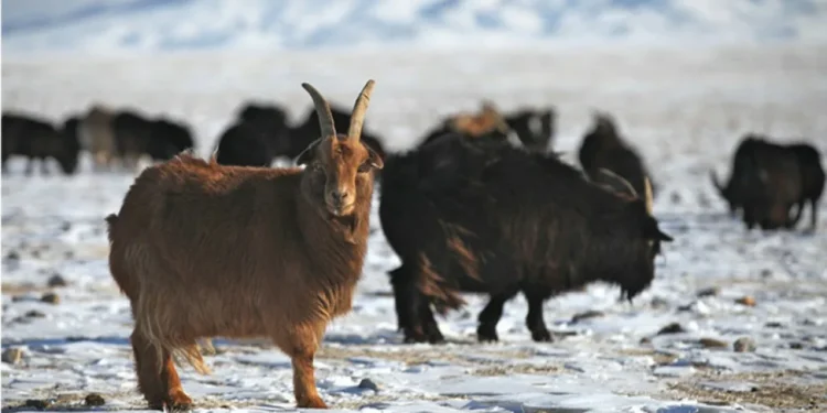 Қазақстан Моңғолиядан кашемир ешкілерін әкелуді жоспарлап отыр