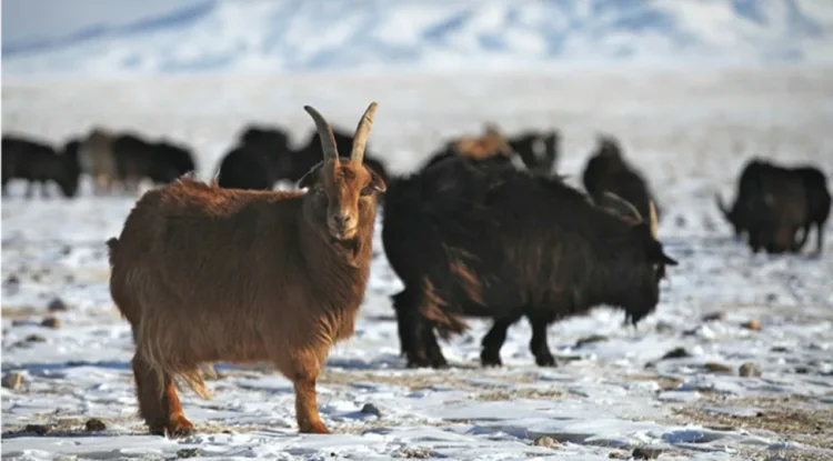 Қазақстан Моңғолиядан кашемир ешкілерін әкелуді жоспарлап отыр