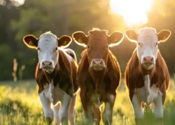 Тюремный срок за «бумажных» коров: в Туркестанской области председателя кооператива осудили за кражу субсидий