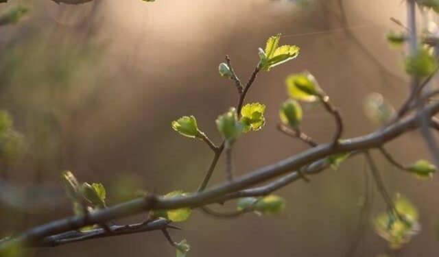 1 наурыз – Алғыс айту күні құтты болсын!