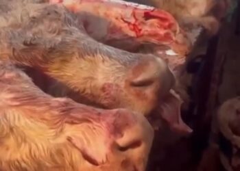 Подпольный цех в частном секторе Астаны: мясо в антисанитарных условиях шло на рынки города