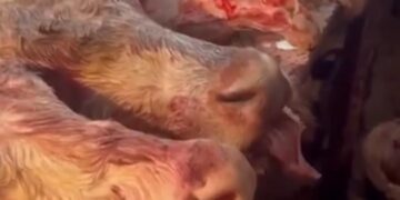 Подпольный цех в частном секторе Астаны: мясо в антисанитарных условиях шло на рынки города