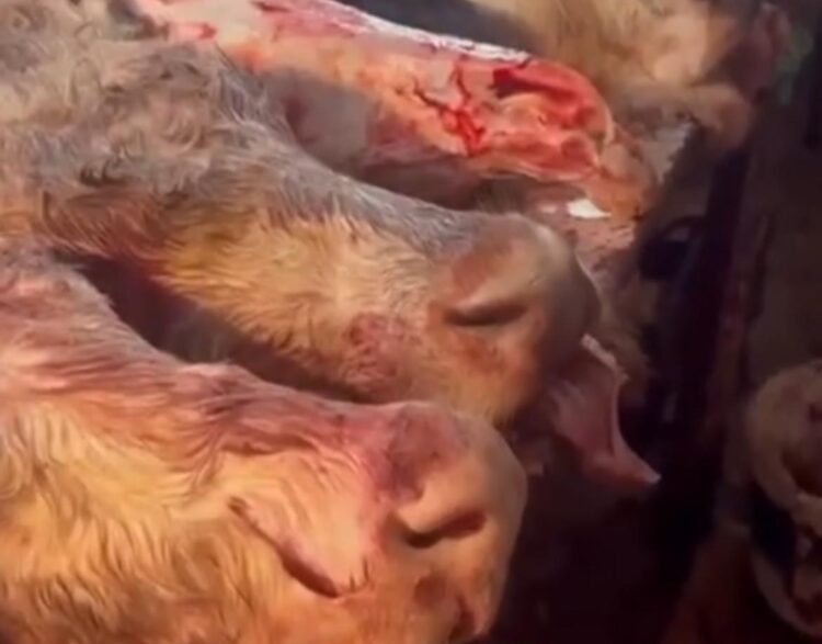 Подпольный цех в частном секторе Астаны: мясо в антисанитарных условиях шло на рынки города