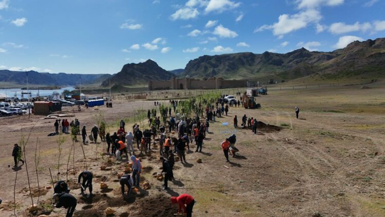 Көшпенділер қалашығында» экопарк пайда болды: 500 ағаш егілді