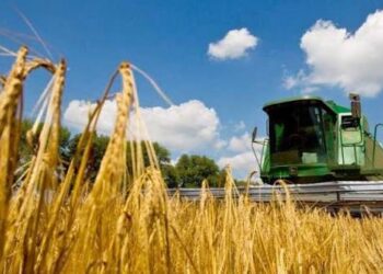 Астықты қазақстандық өнім ретінде көрсетіп, үш елге шығарған: ҚМА схеманы анықтады