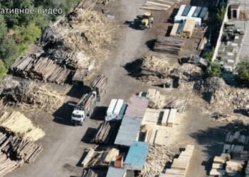 «Семей орманы» аумағындағы құнды орман телімдеріне кіру ақшаға сатылған